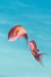 Red Sea male Anthias using slow speed shutter technique by Paul Colley 